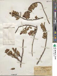 Nematanthus gregarius image