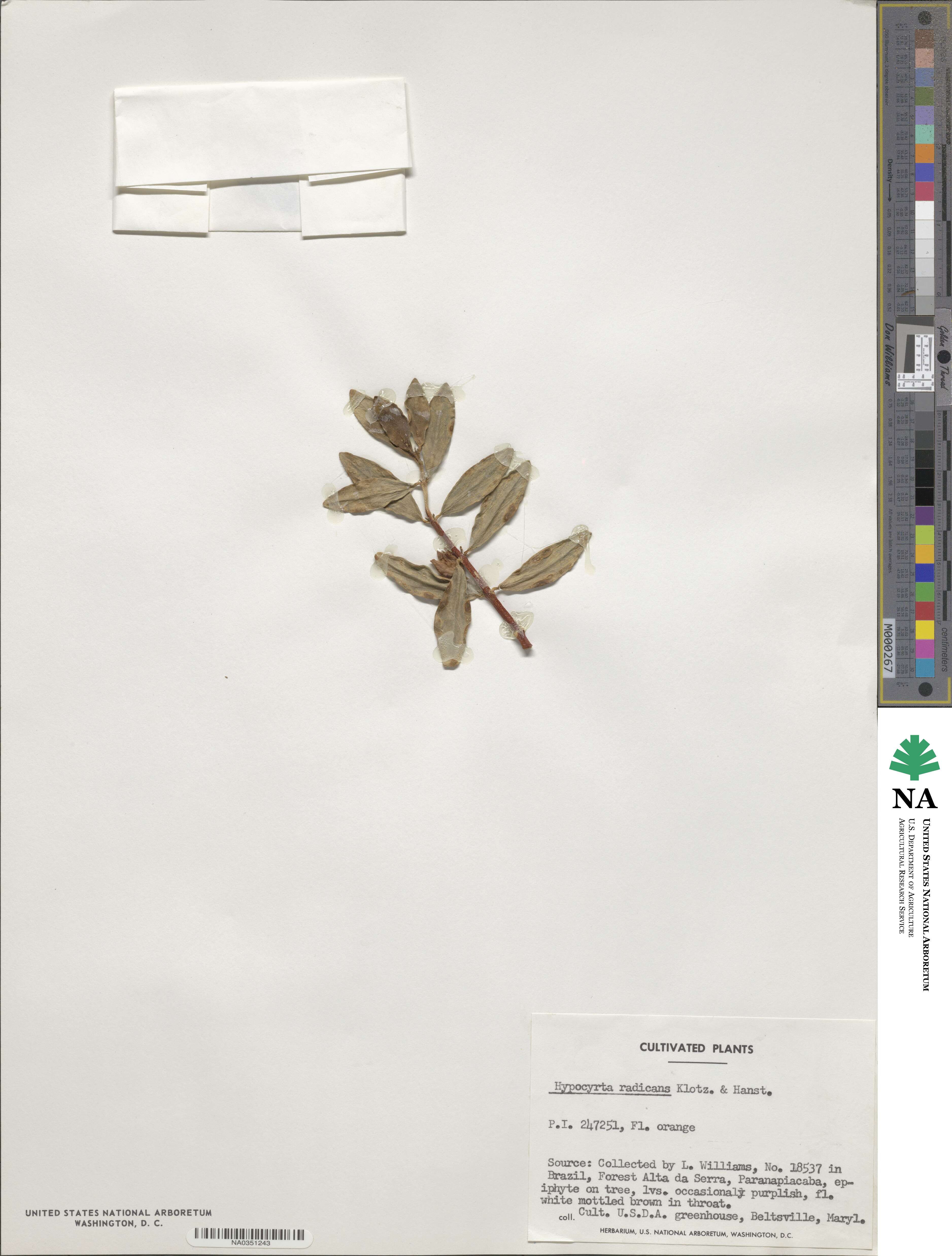 Nematanthus gregarius image
