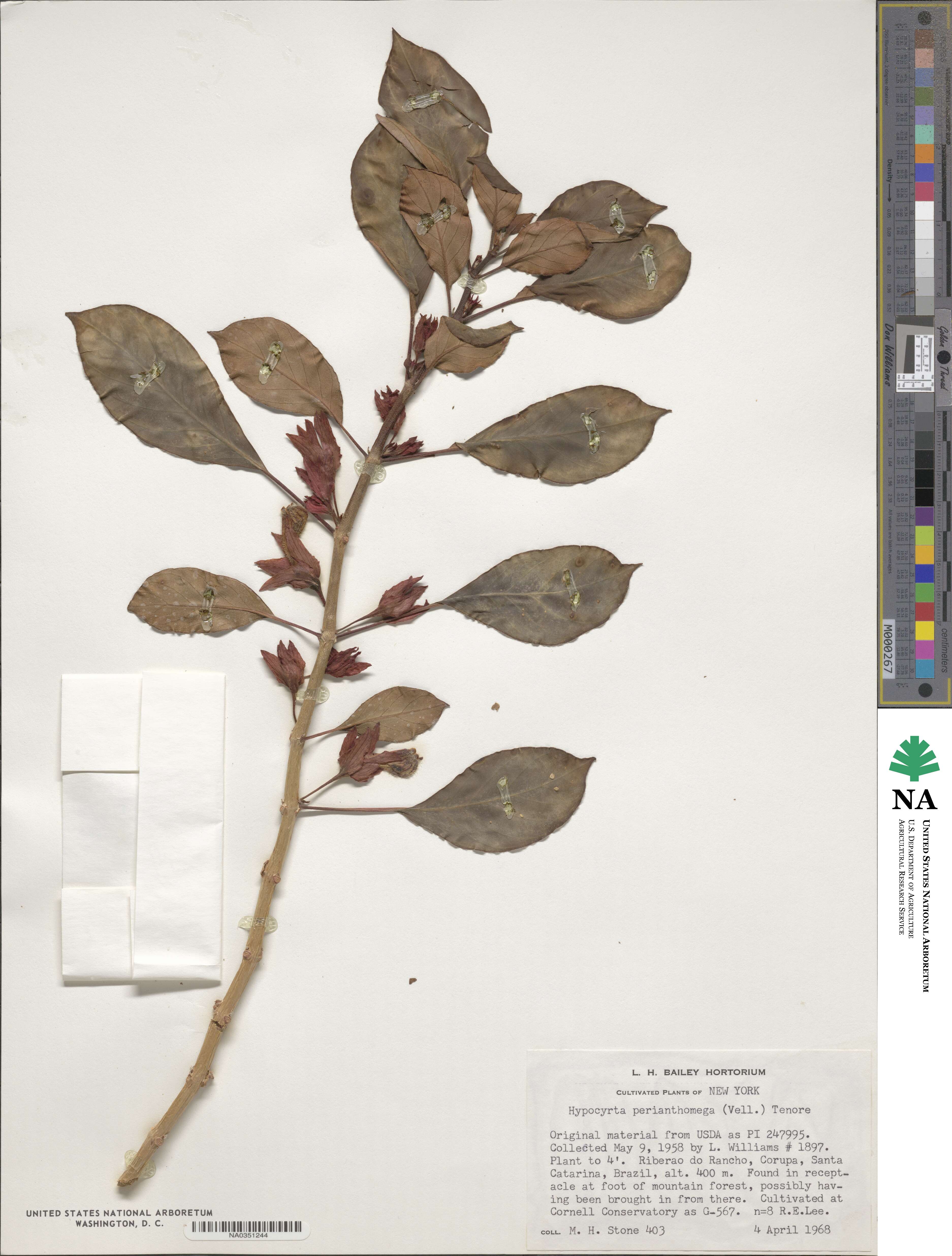 Nematanthus hirtellus image