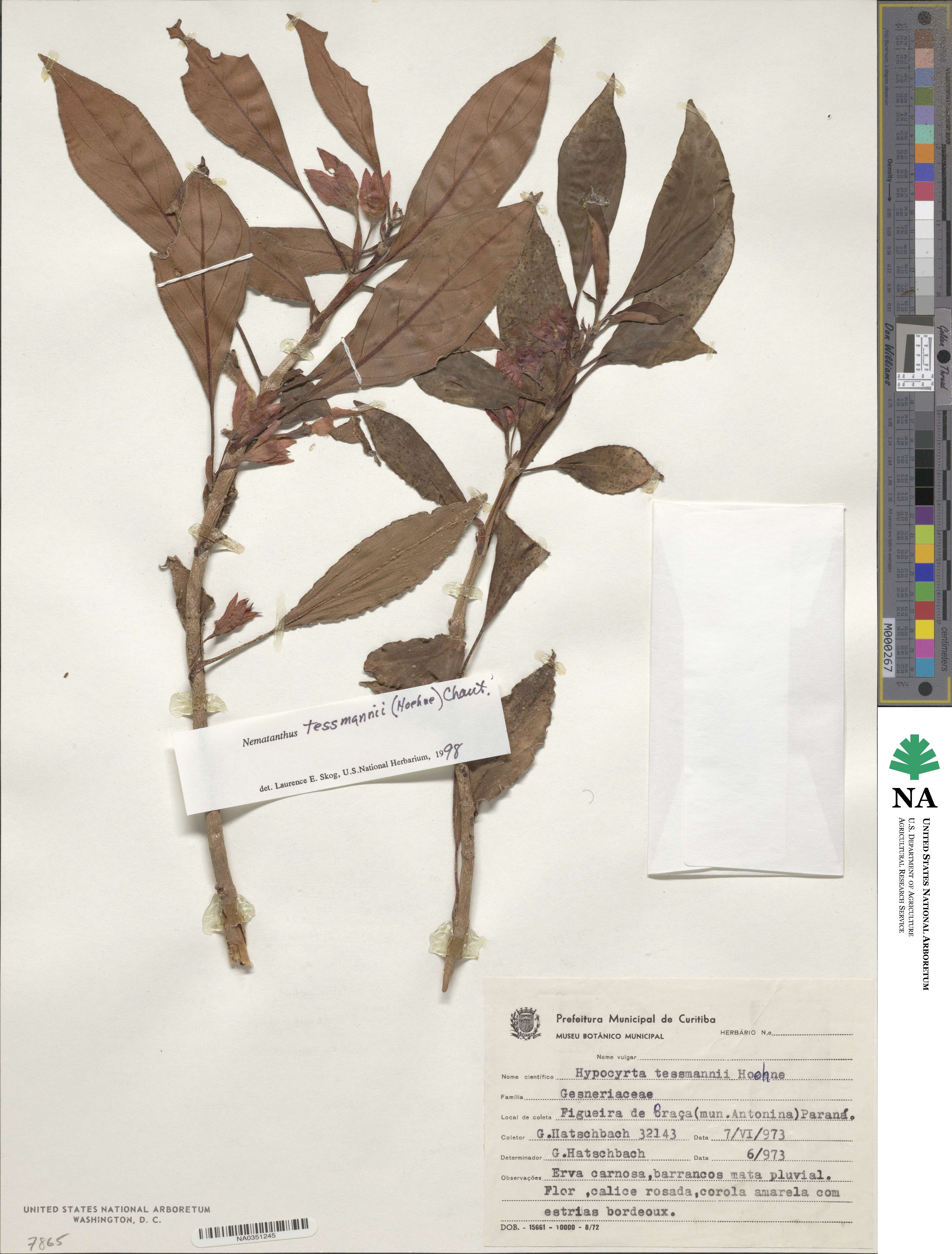 Nematanthus tessmannii image