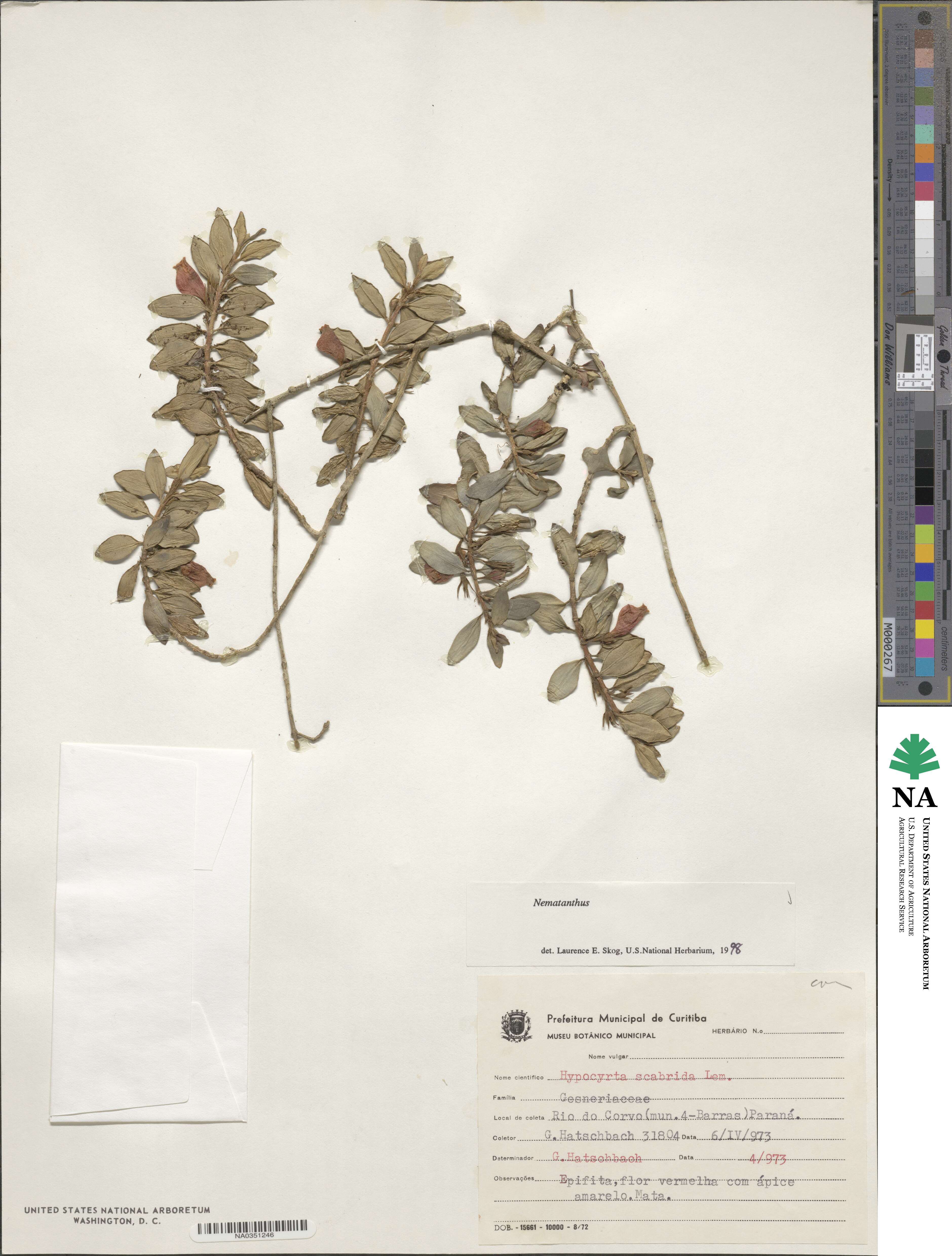 Nematanthus strigillosus image