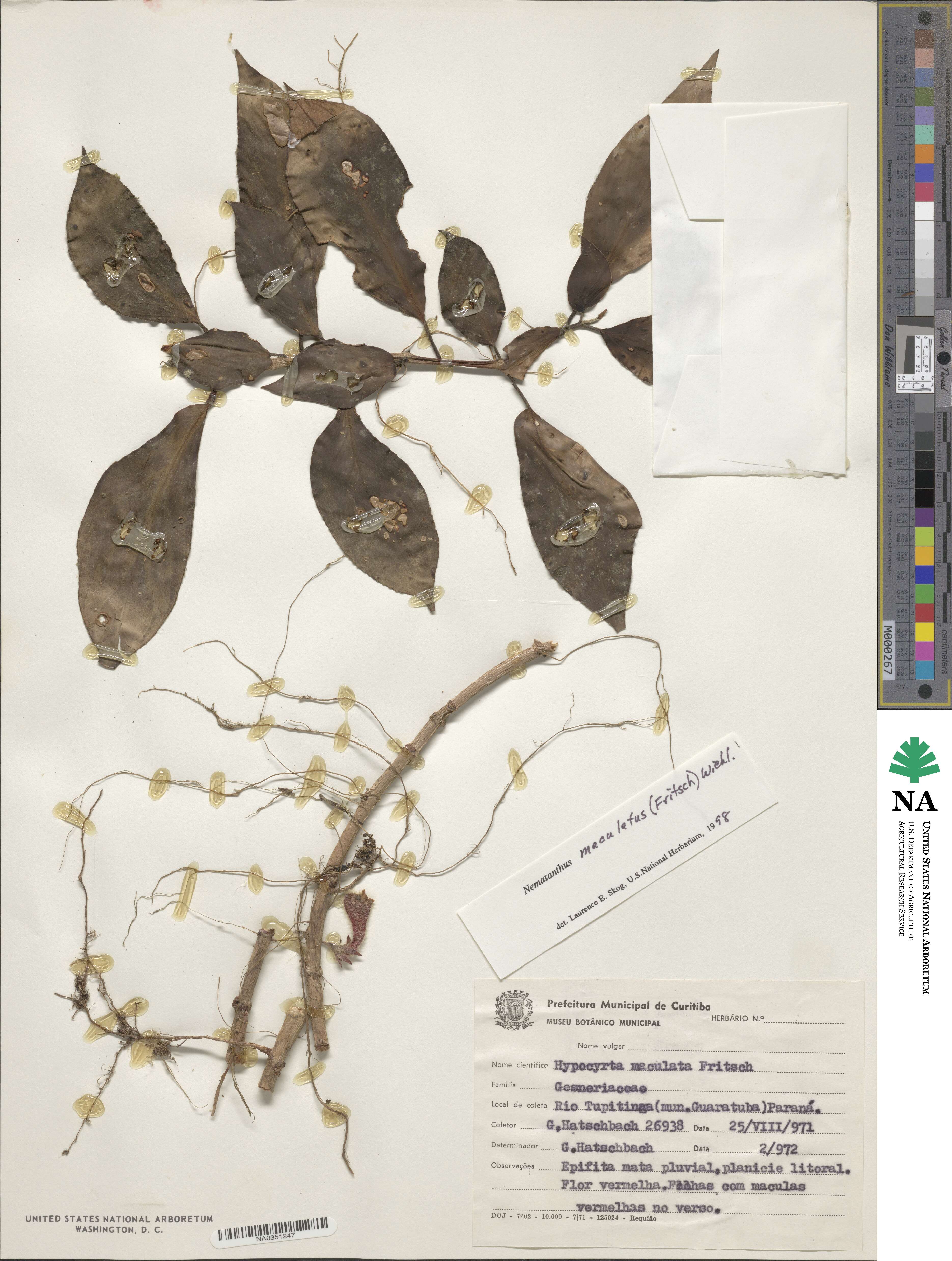 Nematanthus maculatus image