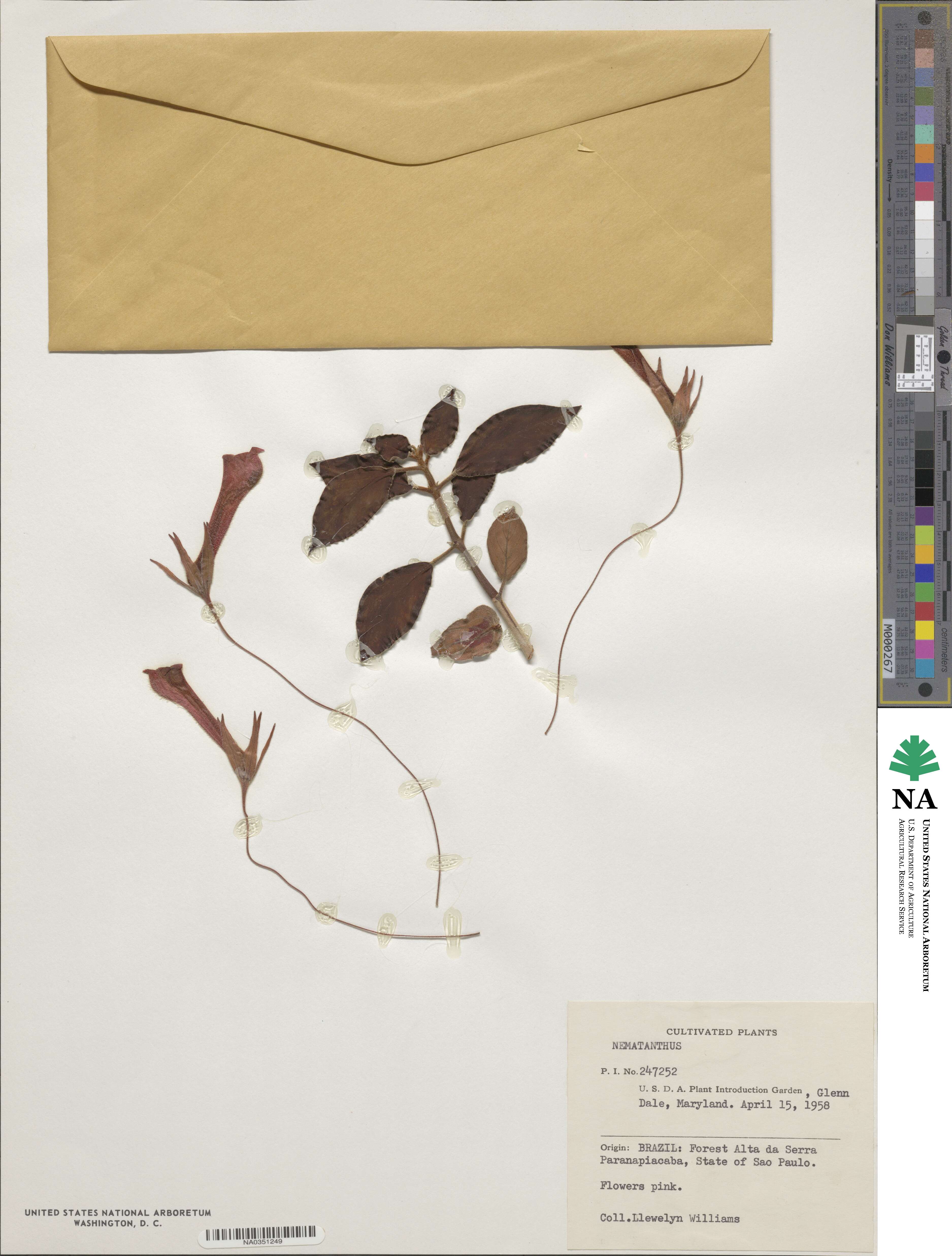 Gesneriaceae image