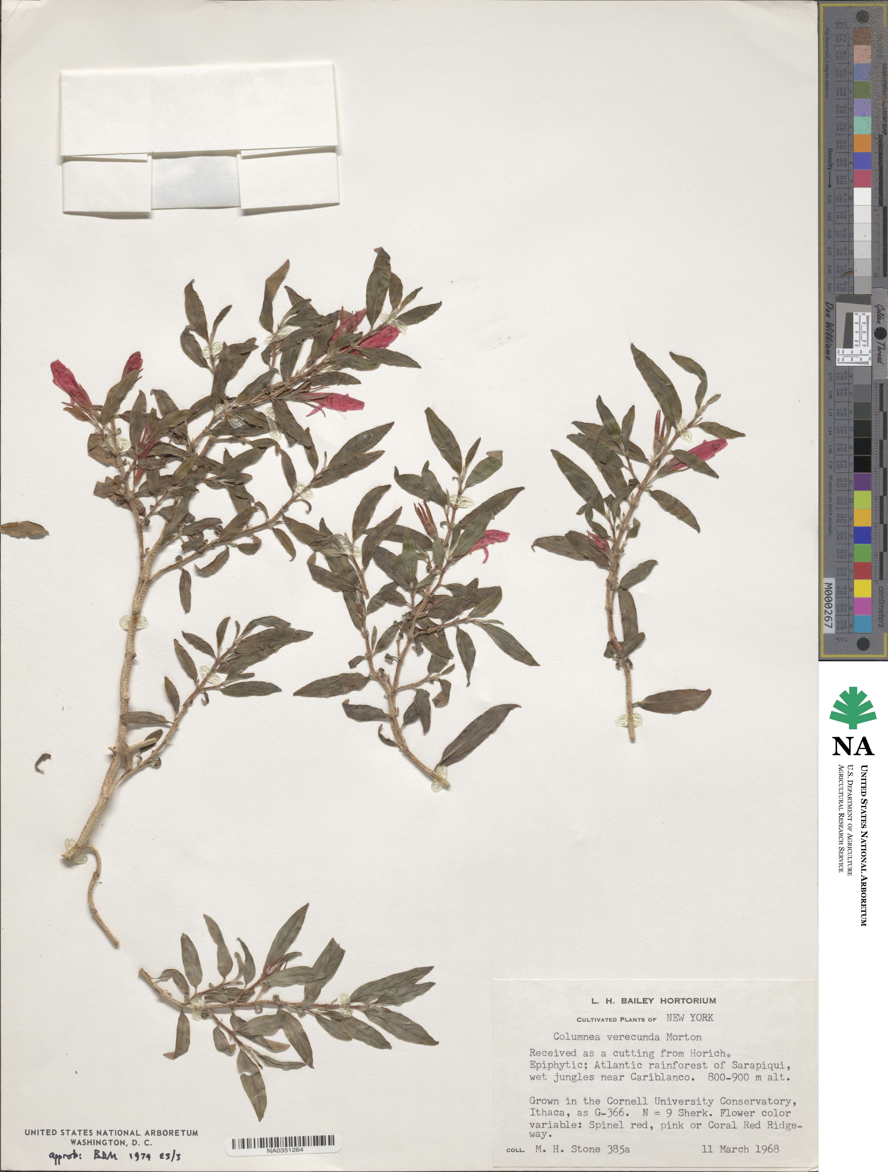 Columnea verecunda image
