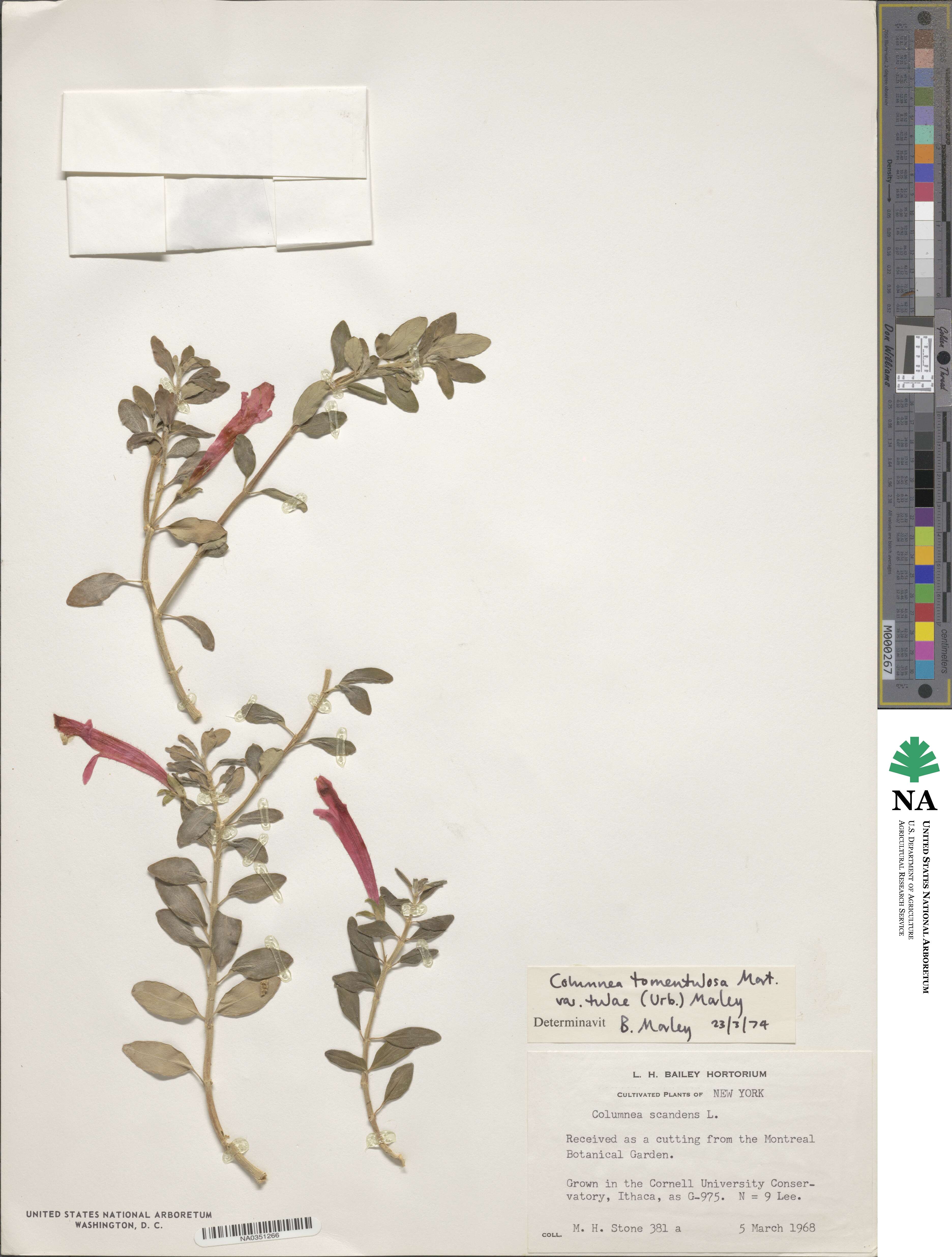 Columnea scandens image