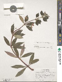 Seemannia sylvatica image