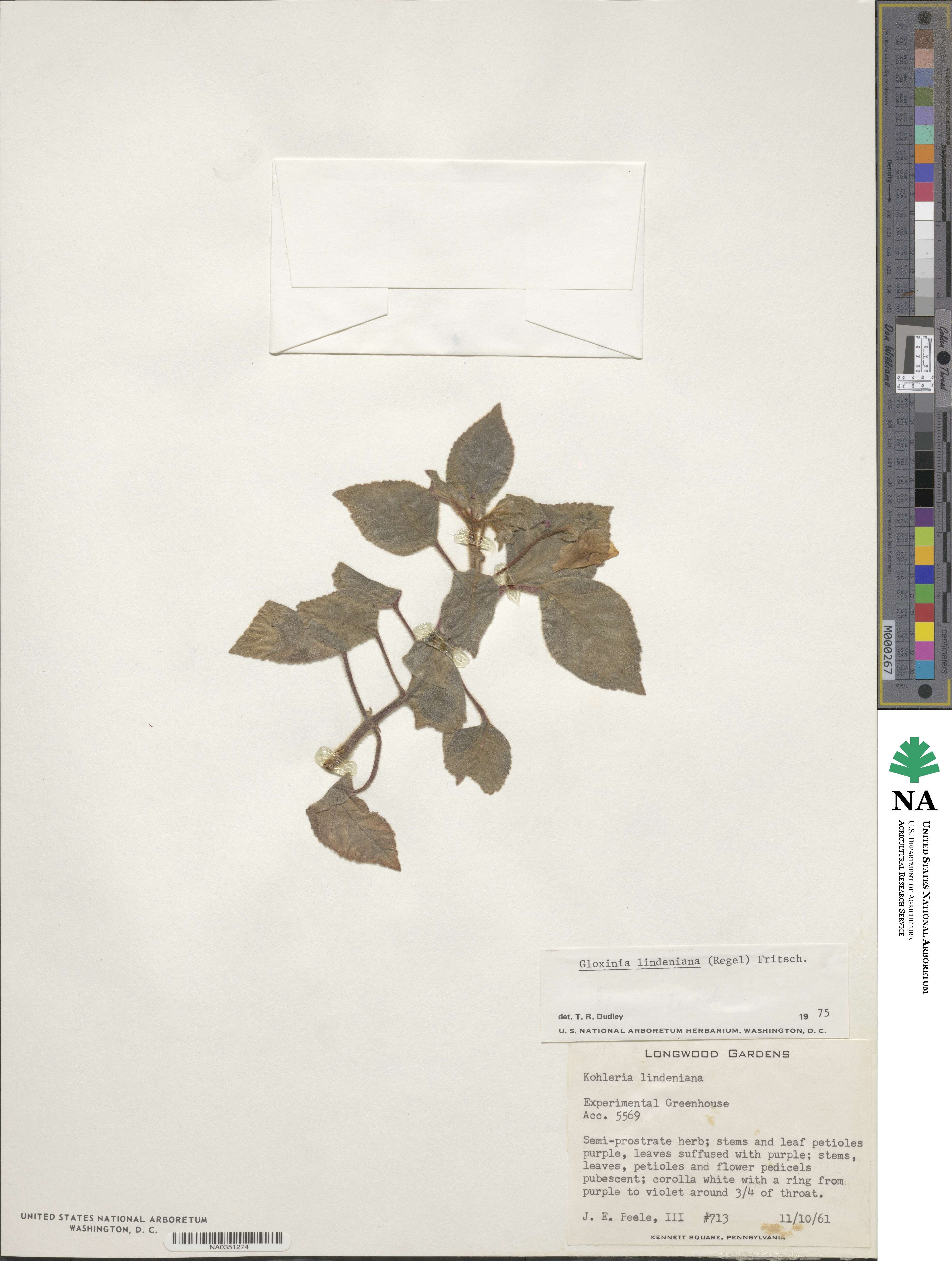 Gloxinella lindeniana image