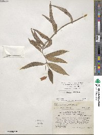 Seemannia sylvatica image