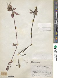 Seemannia sylvatica image