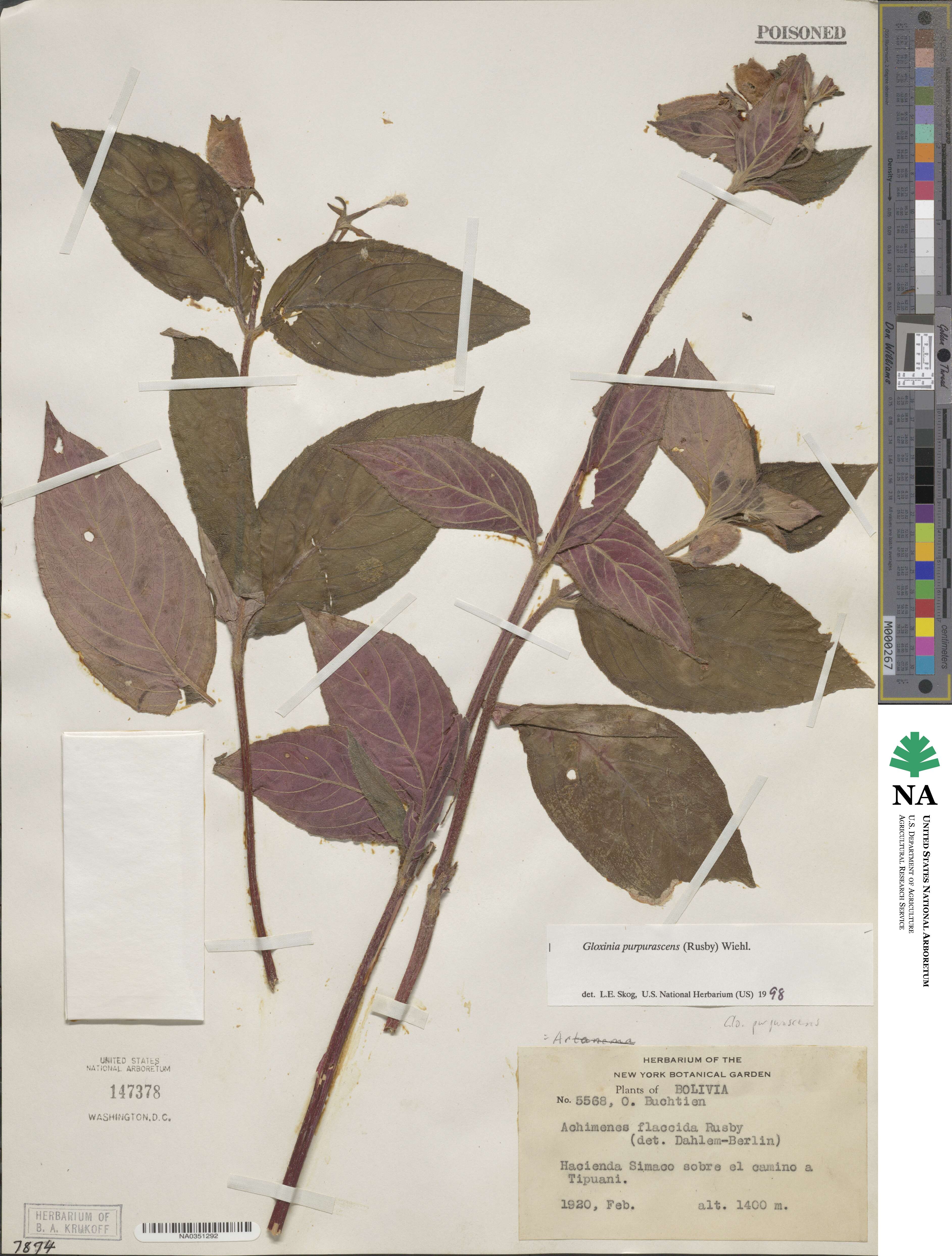 Seemannia purpurascens image