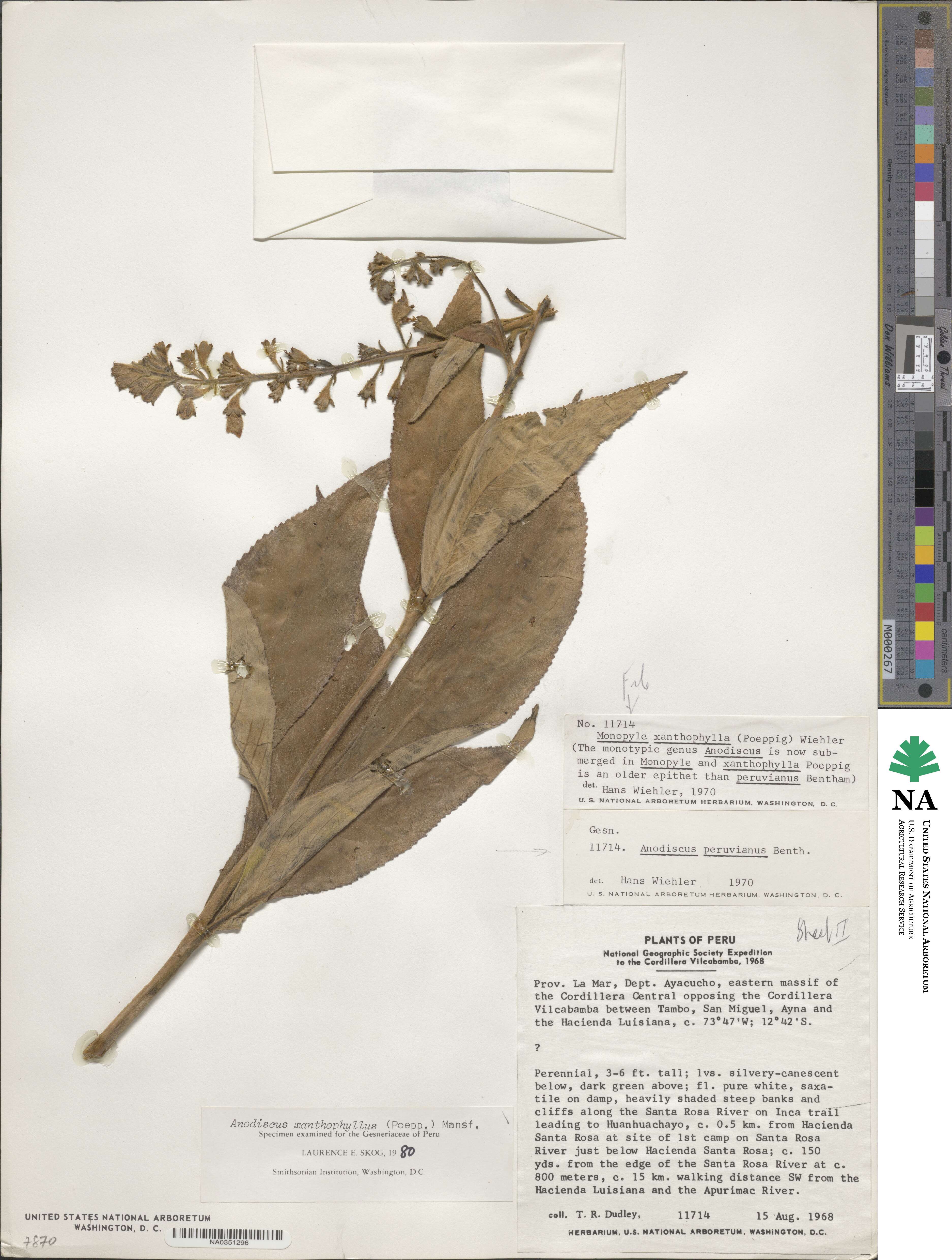 Gloxinia xanthophylla image