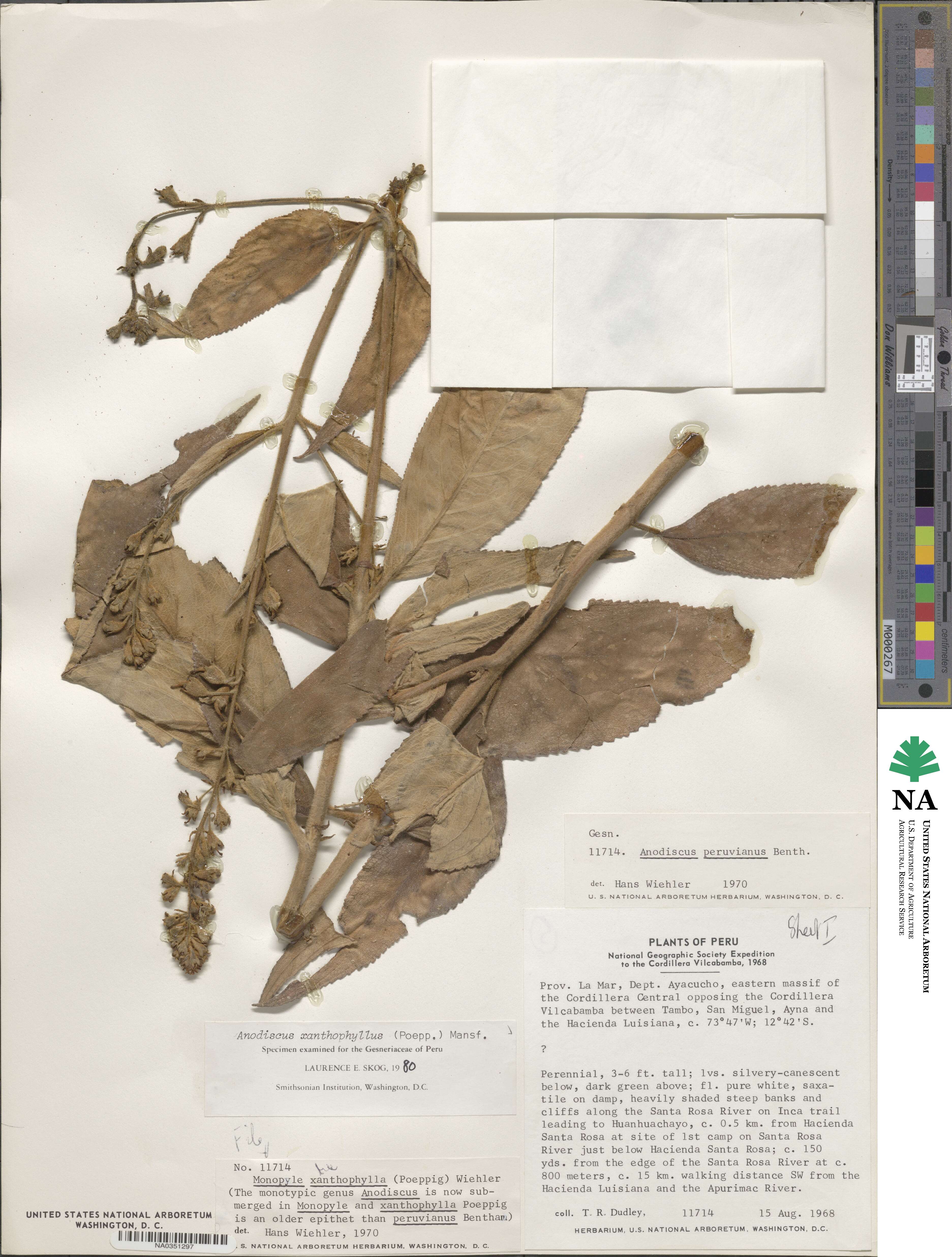 Gloxinia xanthophylla image