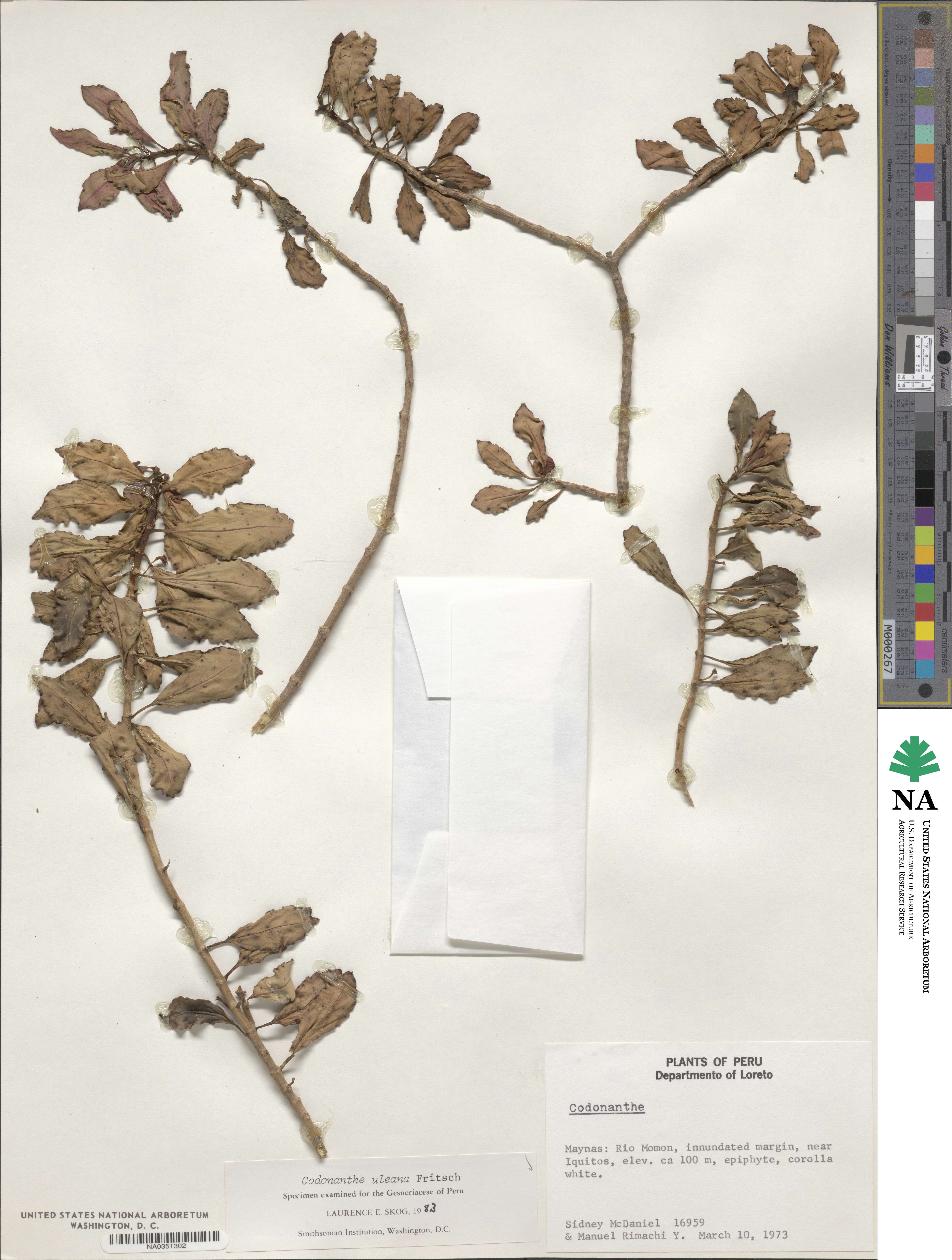 Codonanthopsis uleana image