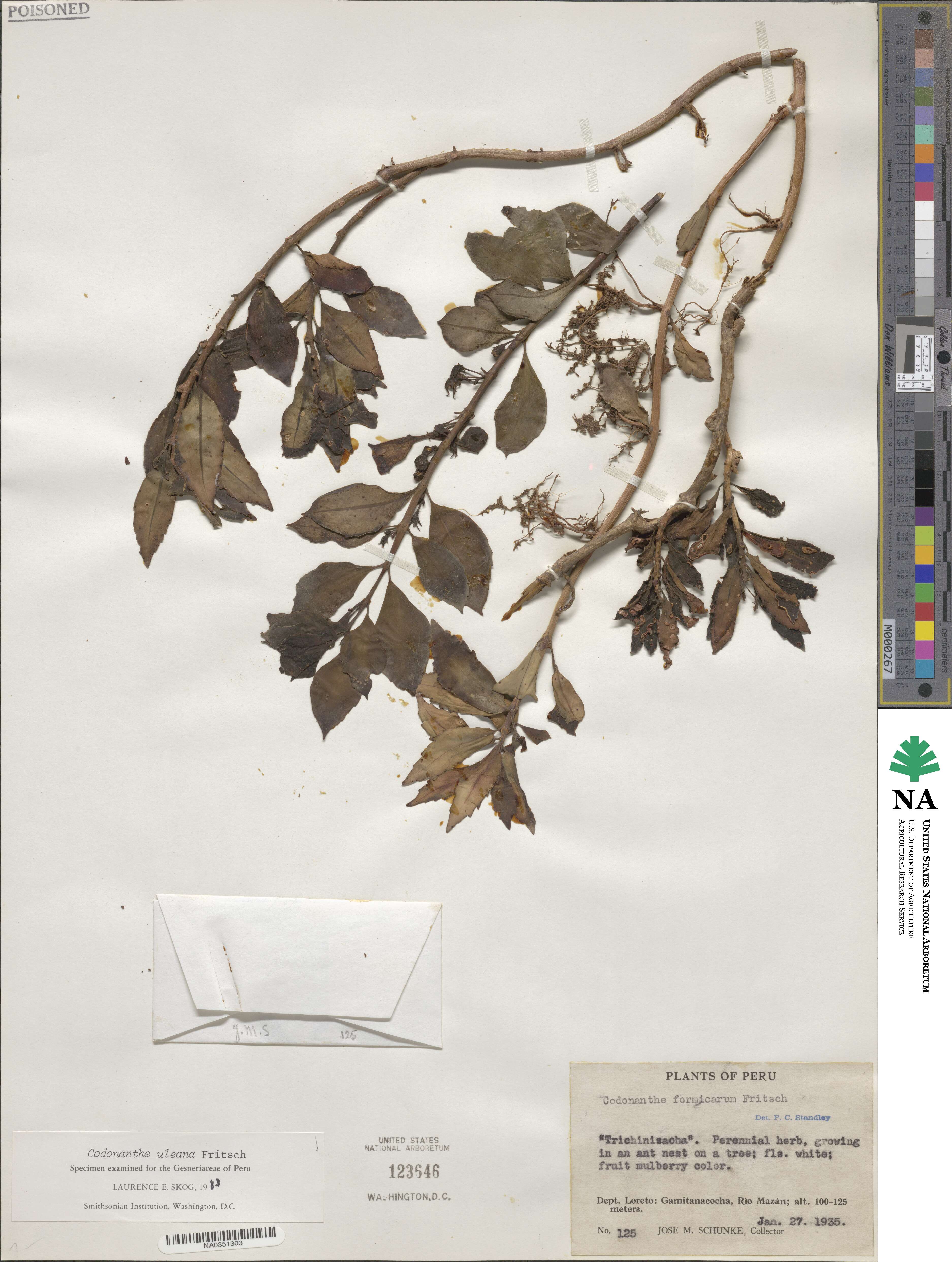 Codonanthopsis uleana image