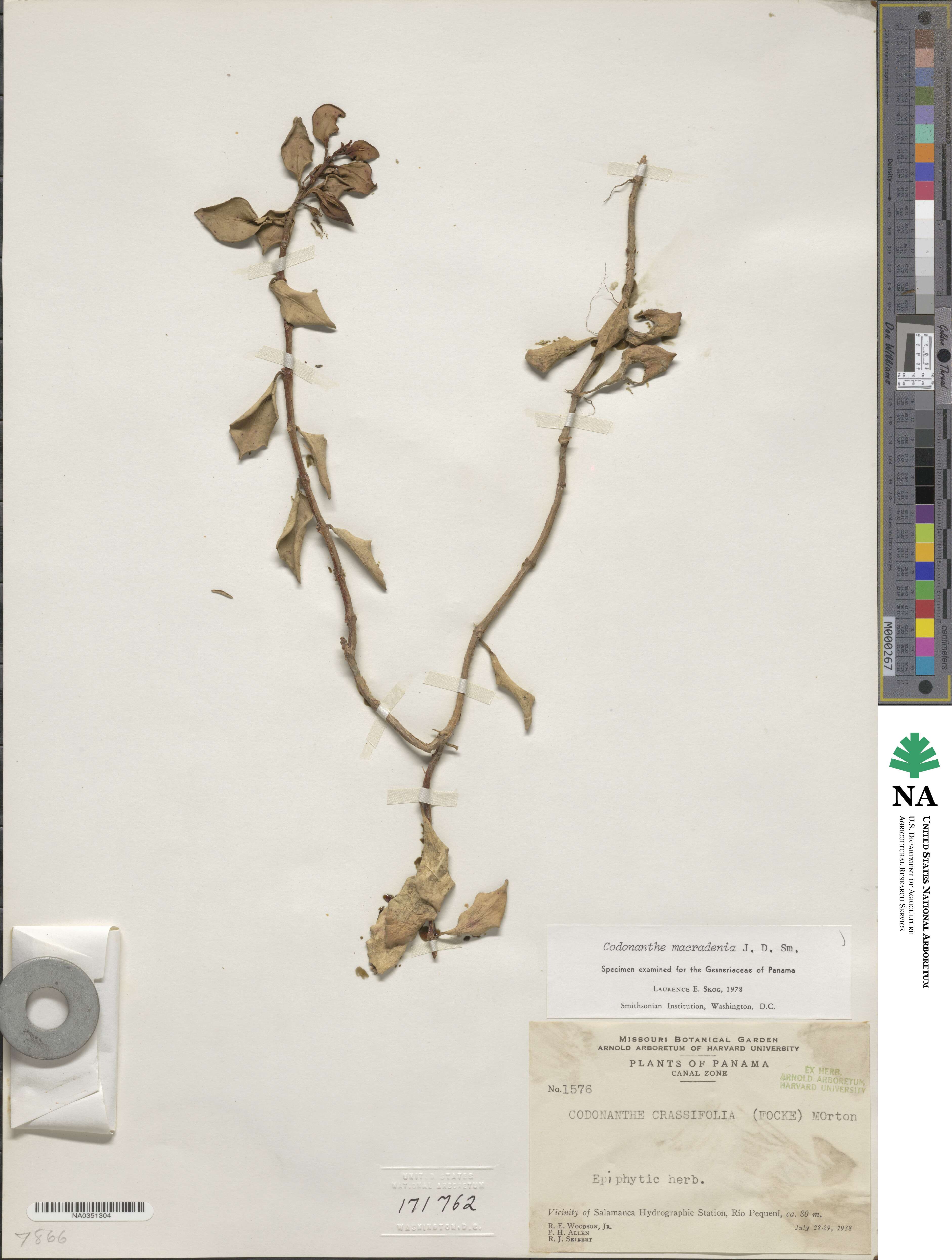 Codonanthopsis macradenia image