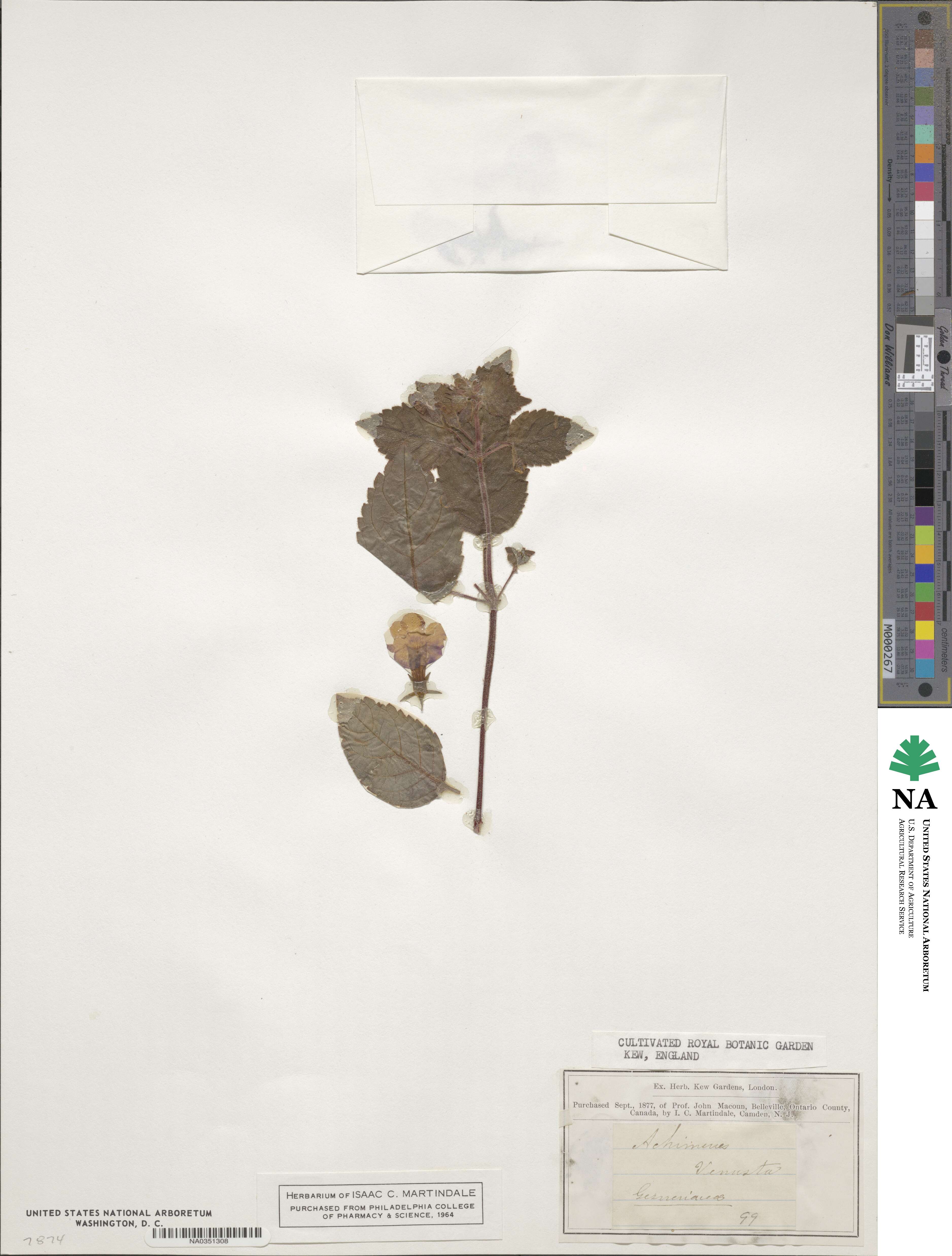 Achimenes × venusta image