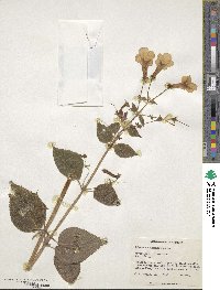 Image of Achimenes skinneri