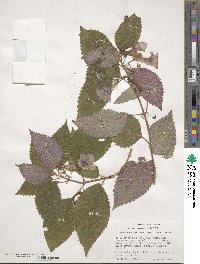 Achimenes mexicana image