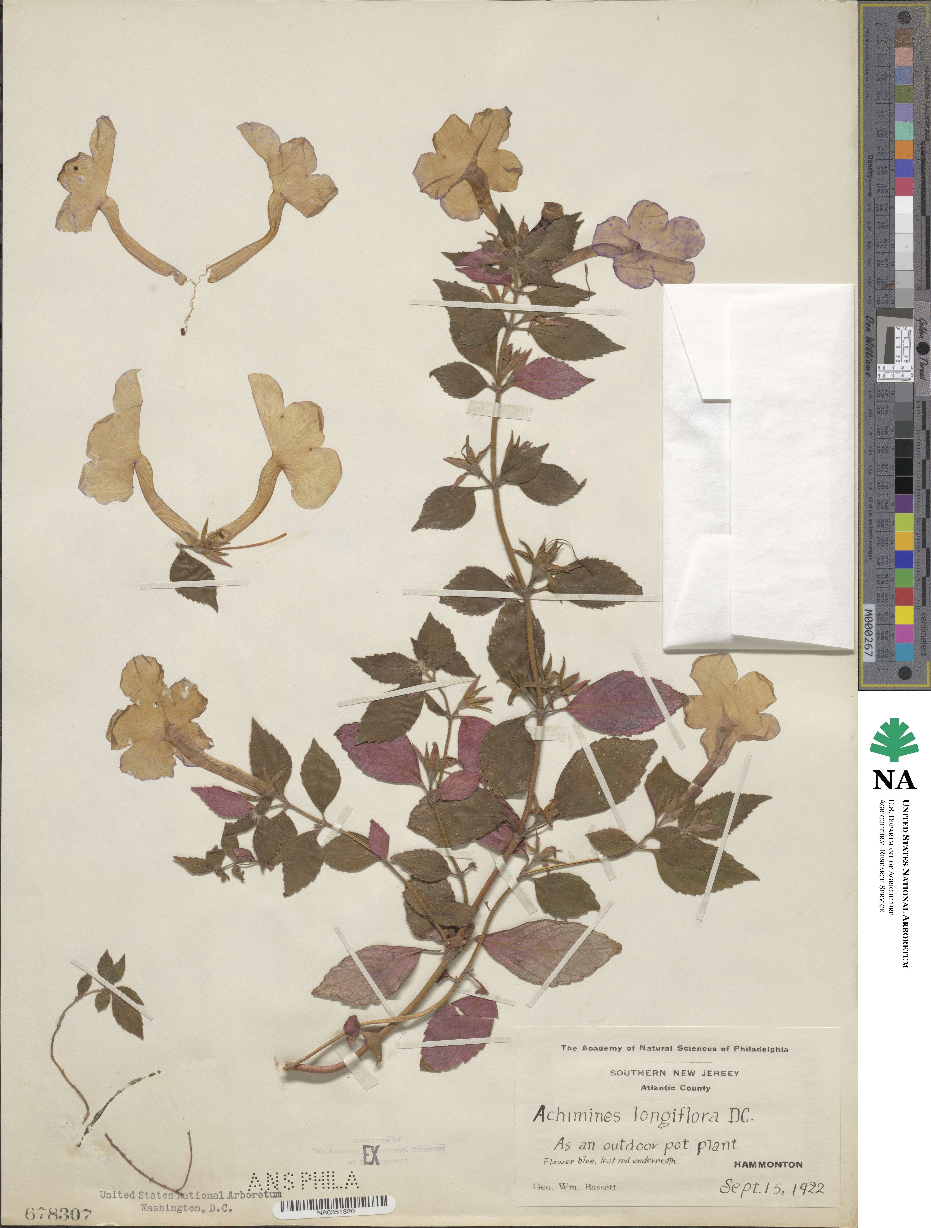 Achimenes longiflora image