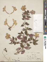 Achimenes longiflora image