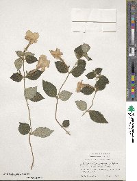 Achimenes longiflora image