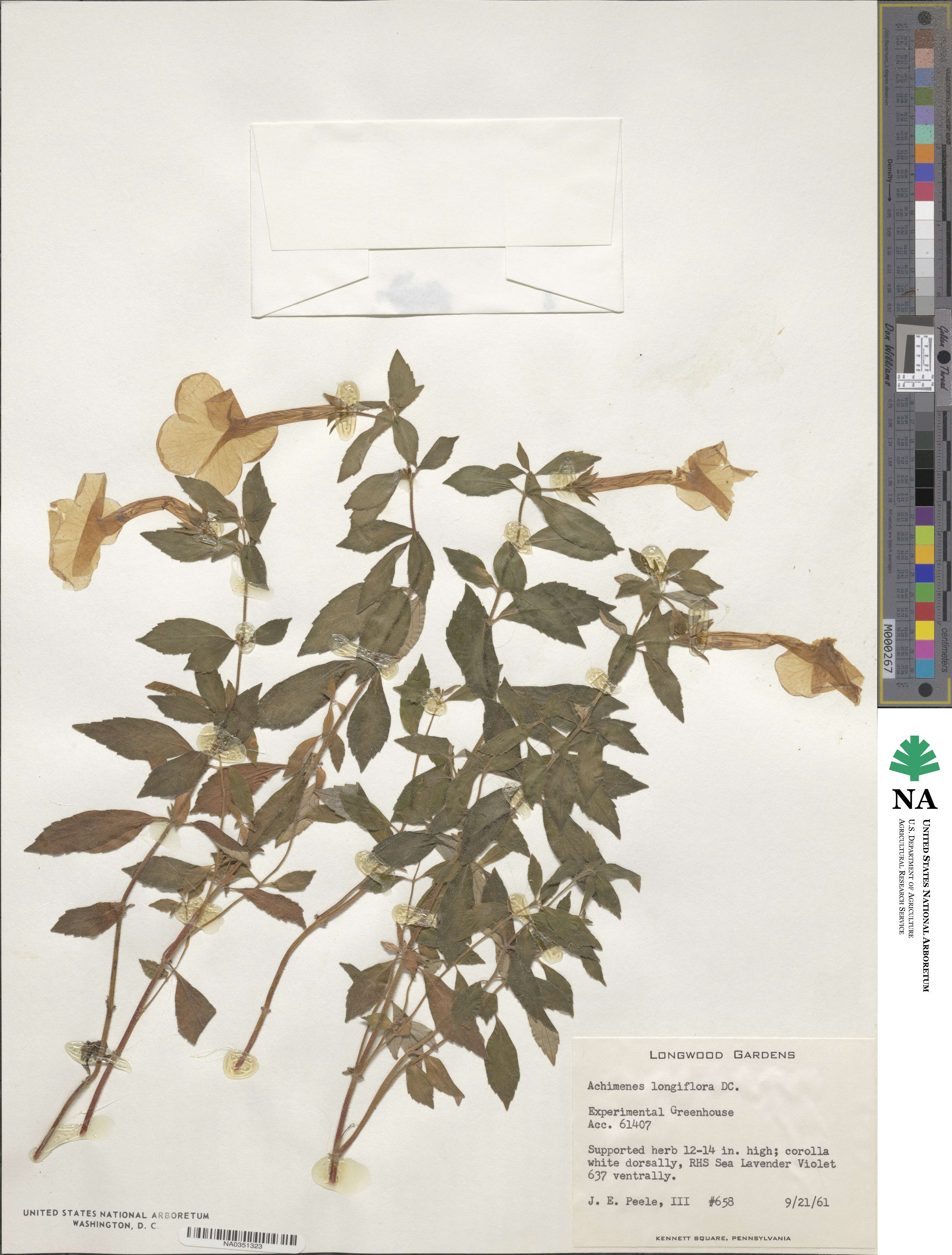 Achimenes longiflora image