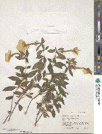 Achimenes longiflora image