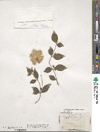 Achimenes longiflora image