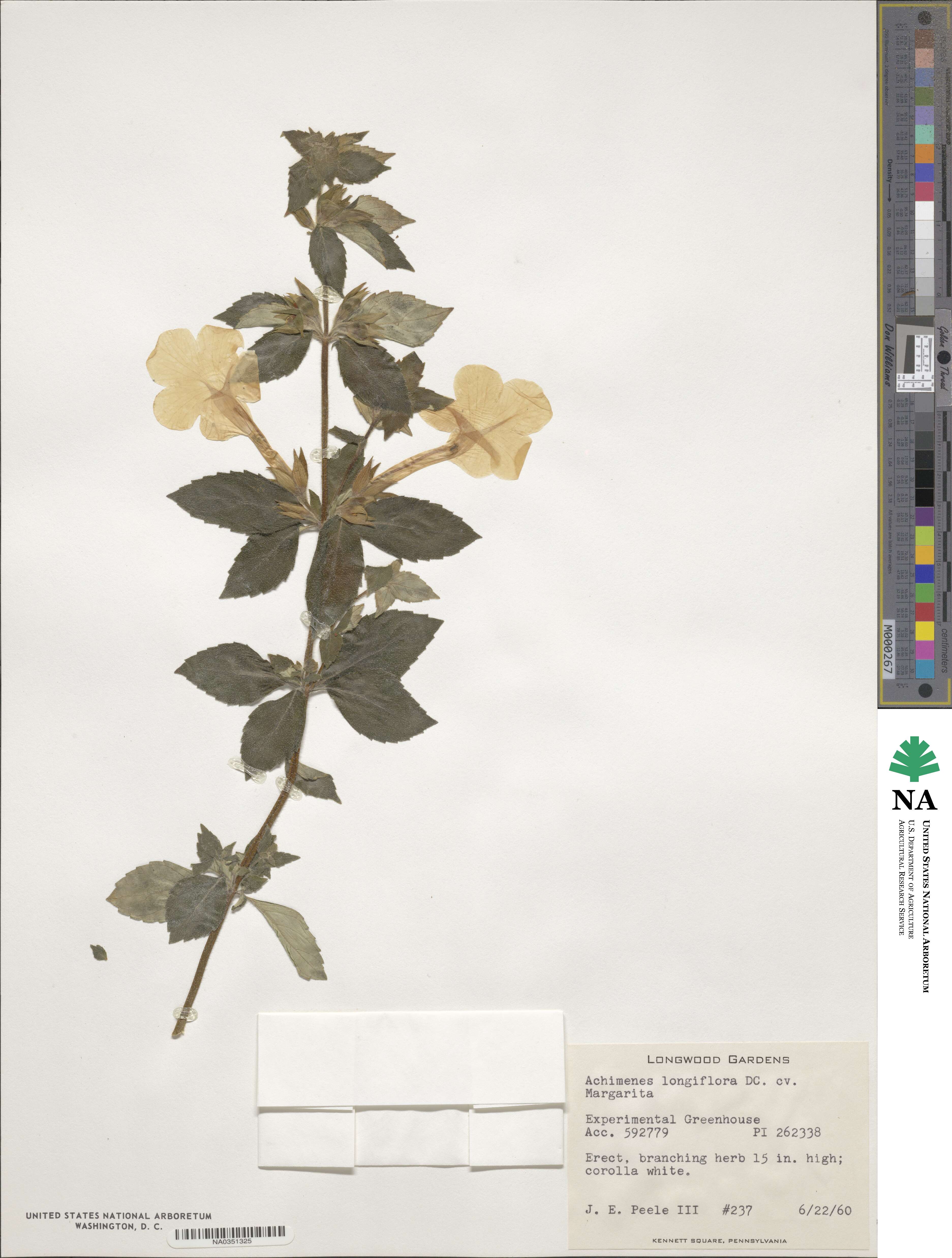 Achimenes longiflora image