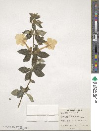 Achimenes longiflora image