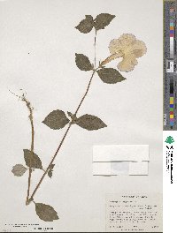 Achimenes longiflora image