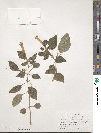 Achimenes heterophylla image