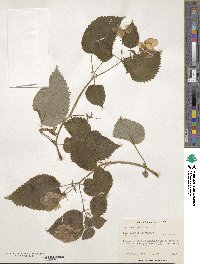 Image of Achimenes grandiflora