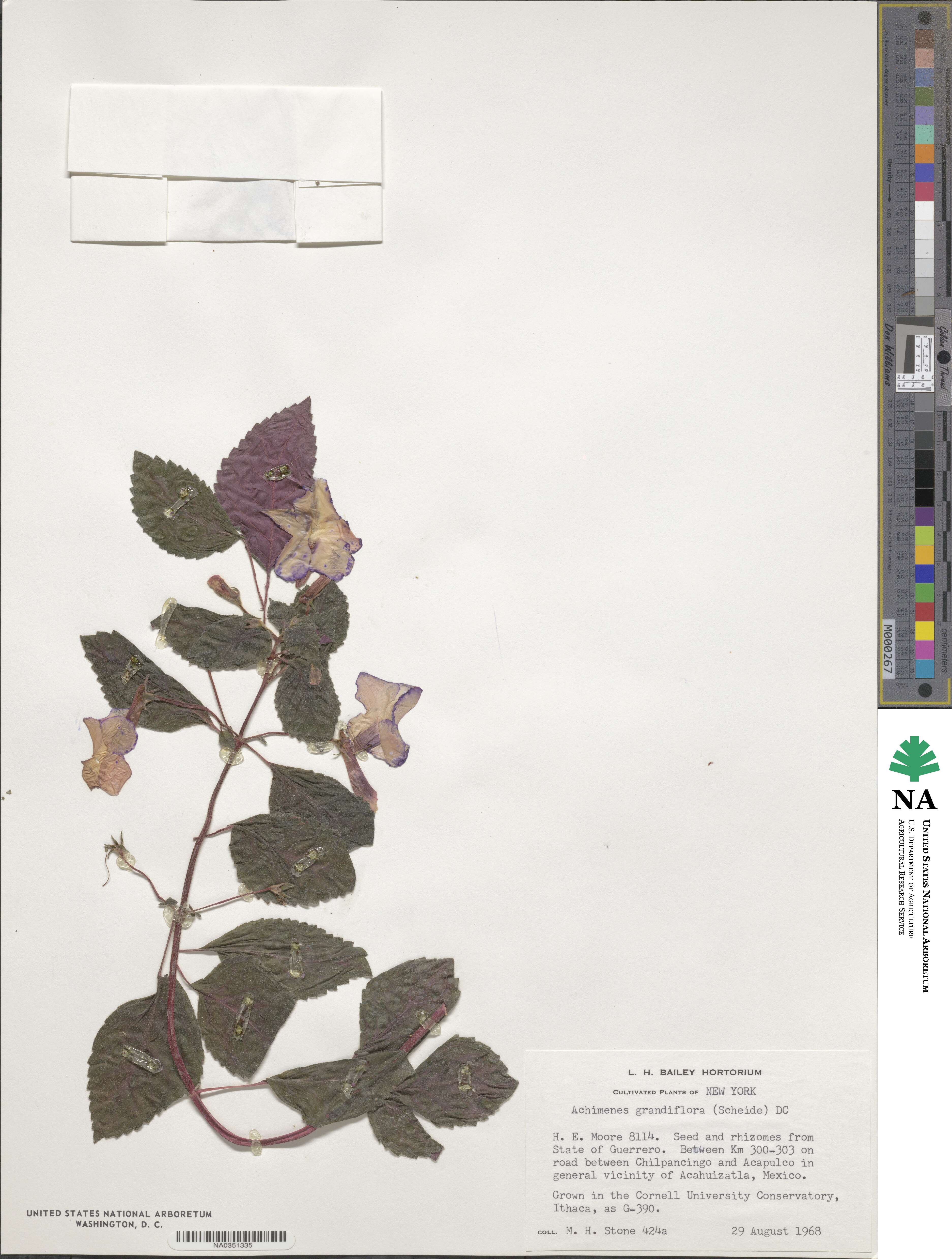 Achimenes grandiflora image