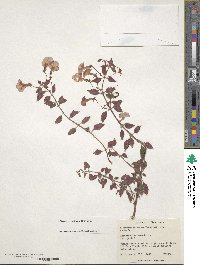 Achimenes erecta image