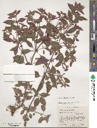 Achimenes erecta image