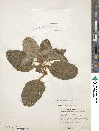 Eucodonia verticillata image