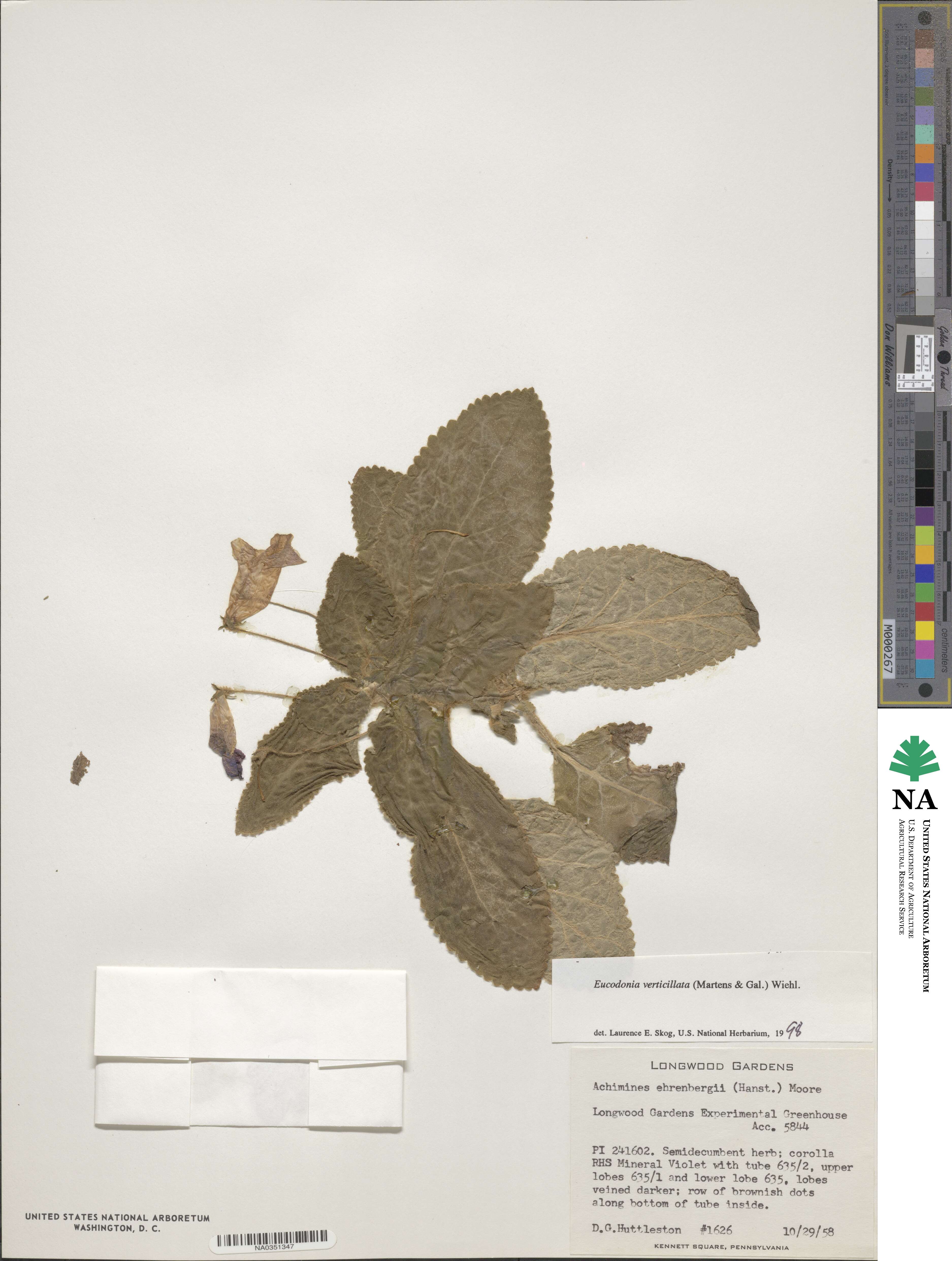 Eucodonia verticillata image