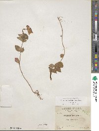 Achimenes longiflora image