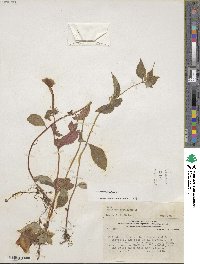 Achimenes longiflora image