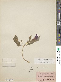 Achimenes mexicana image