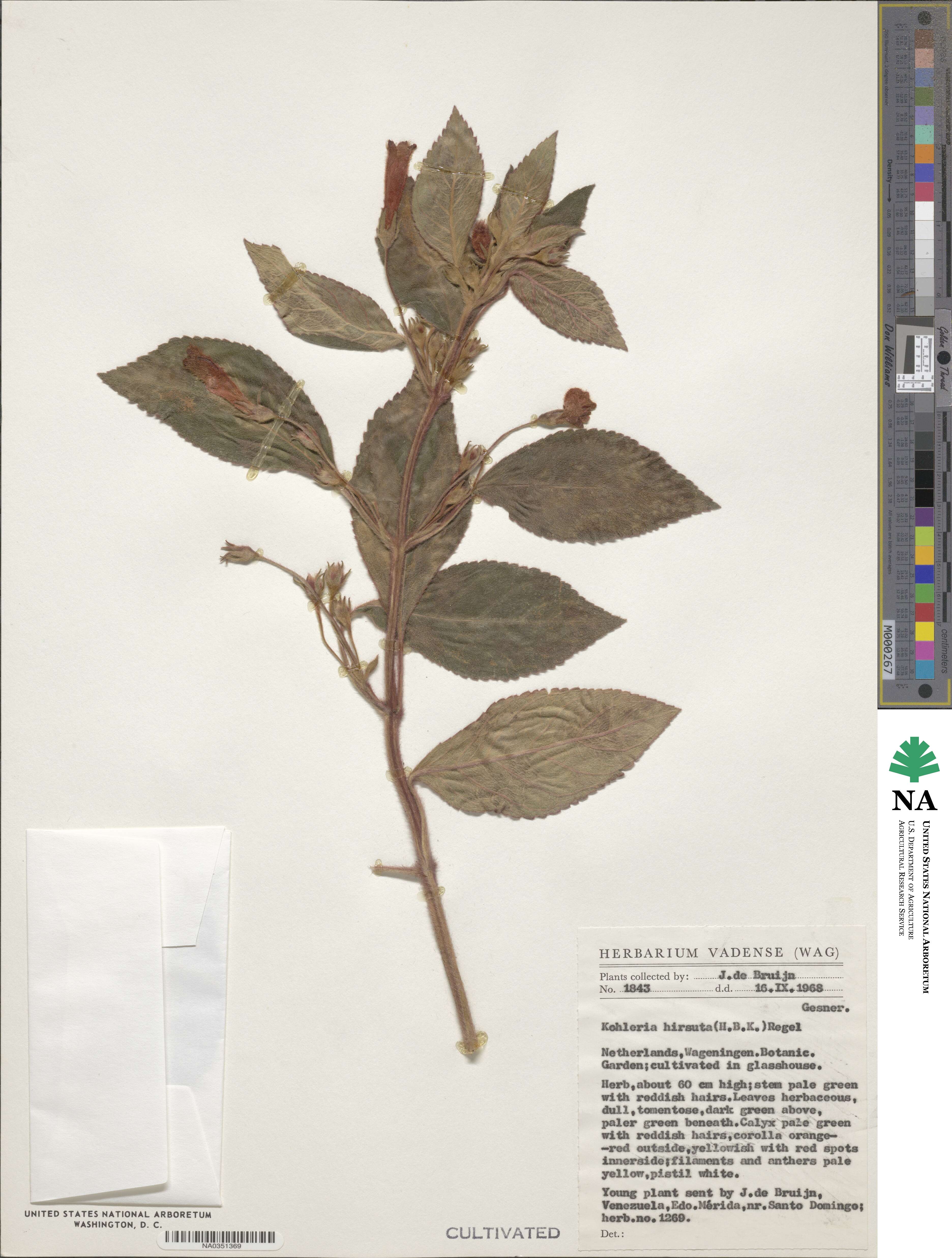 Kohleria hirsuta image