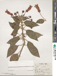 Kohleria hirsuta image