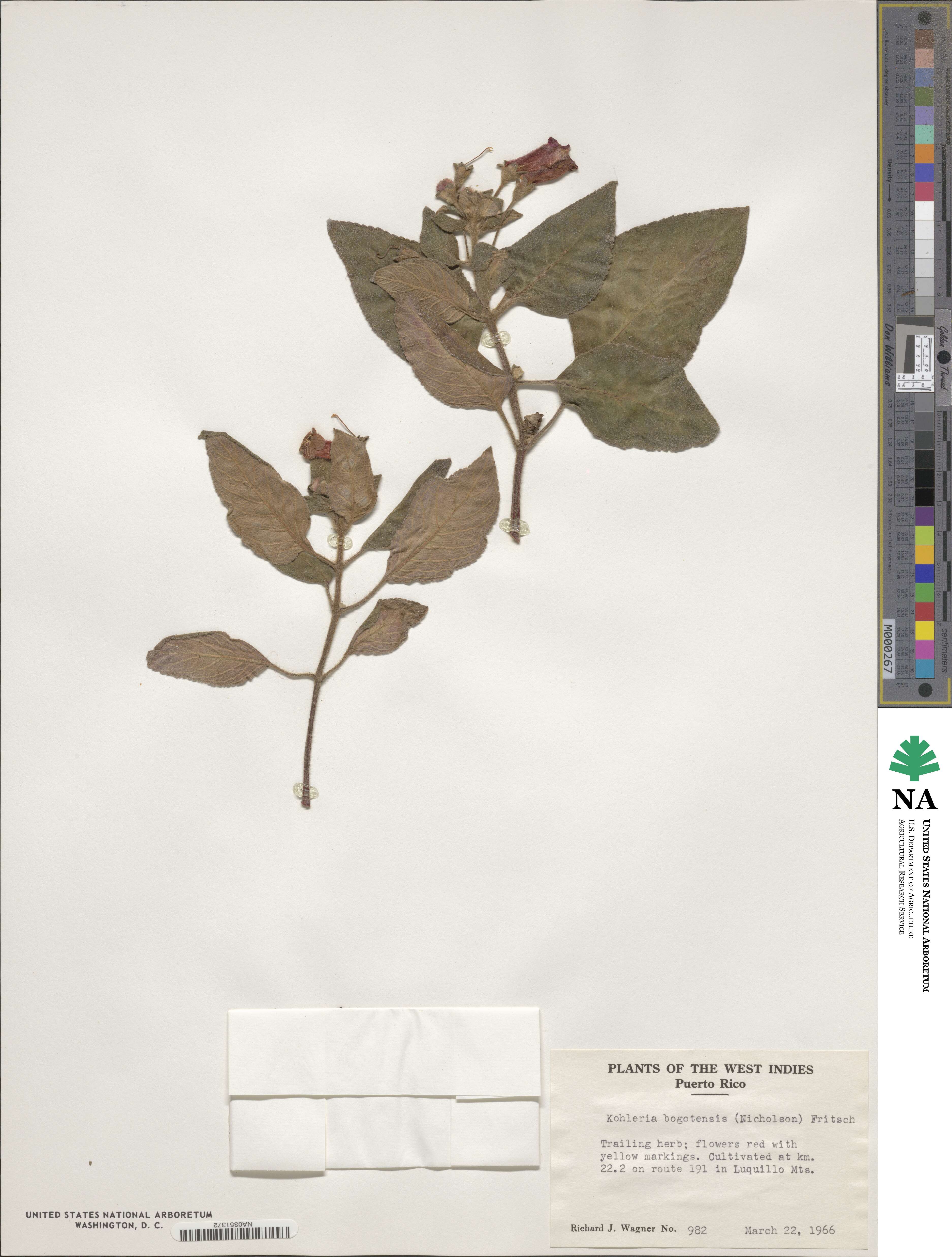 Kohleria amabilis var. bogotensis image