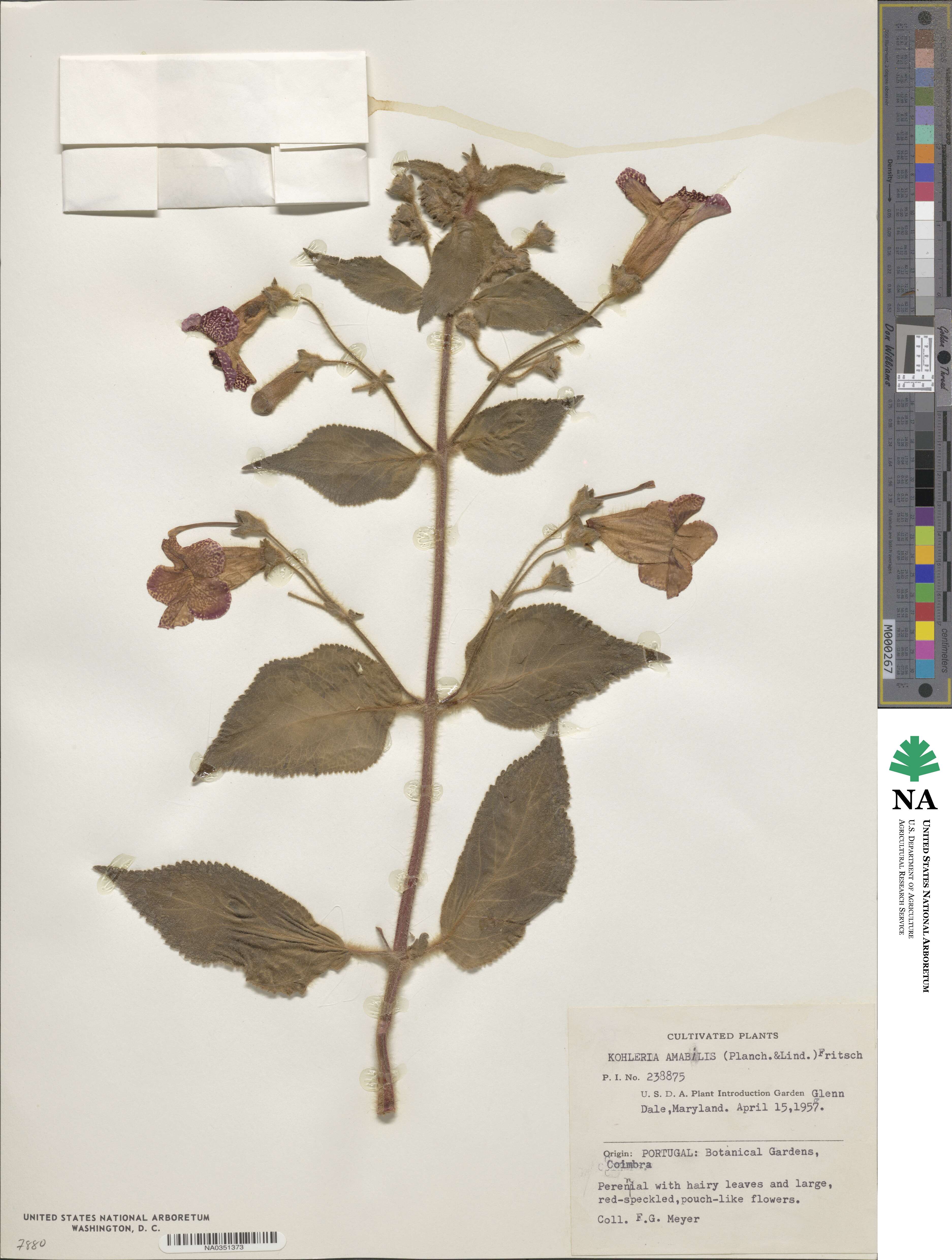 Kohleria amabilis image