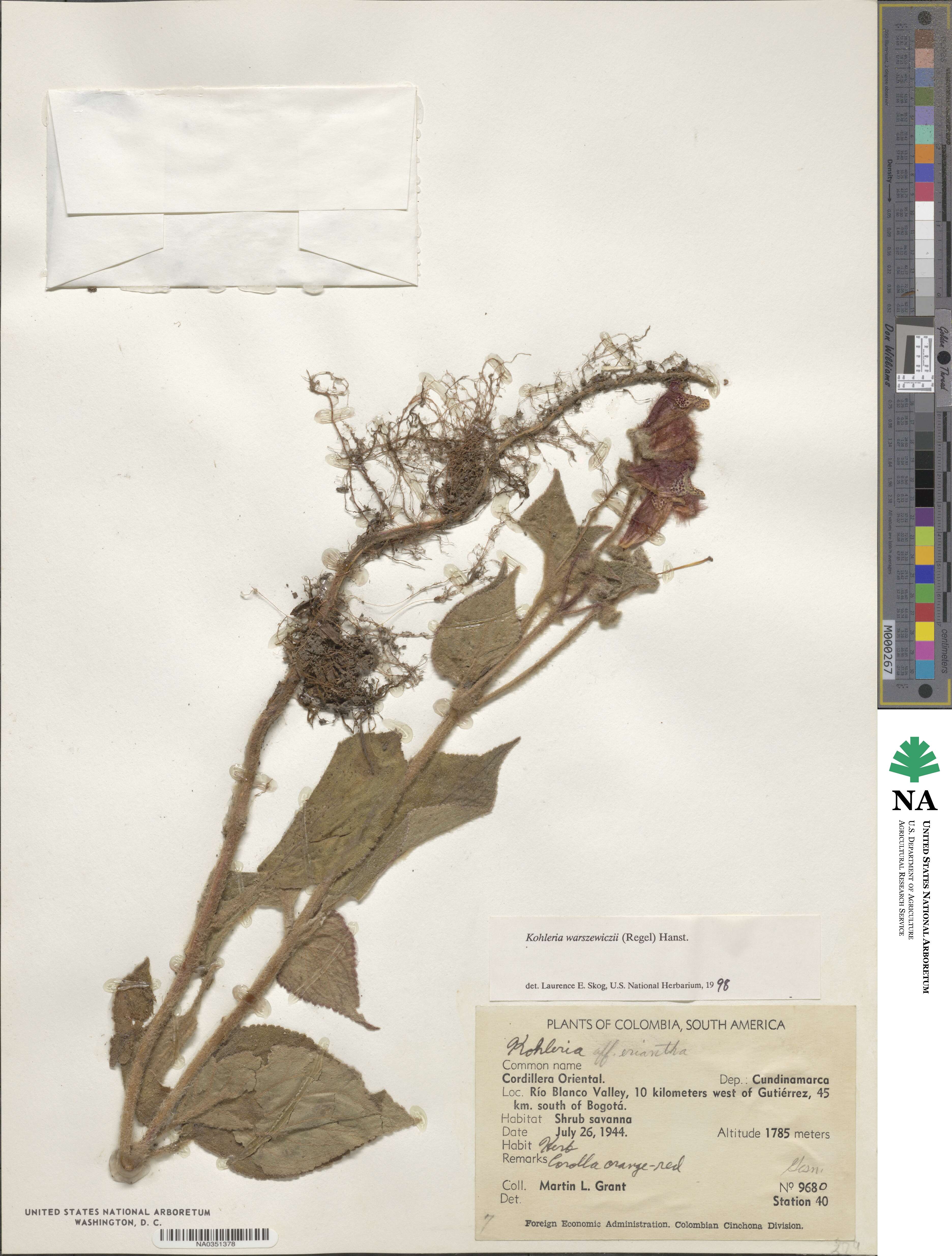 Kohleria warszewiczii image