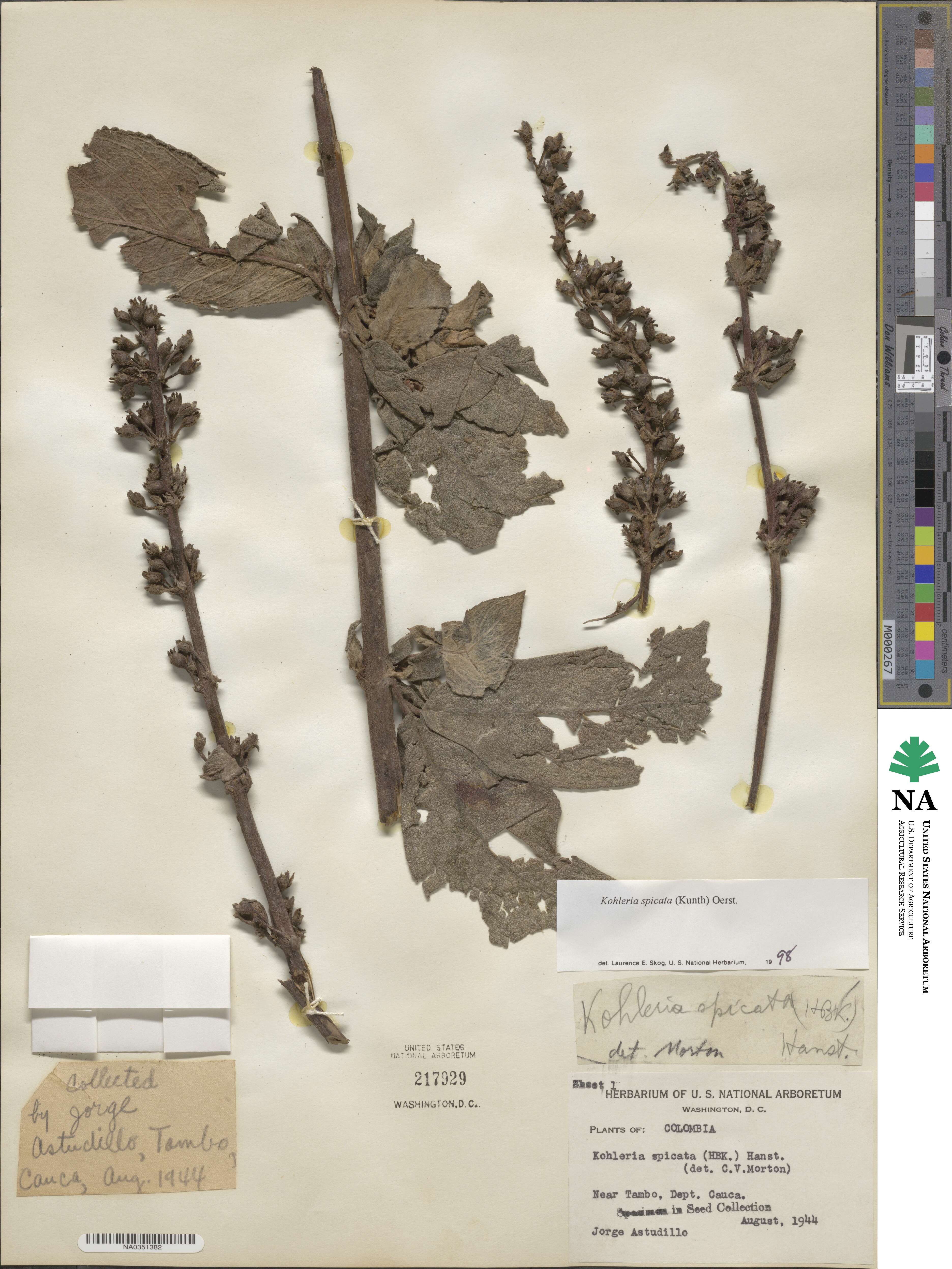 Kohleria spicata image