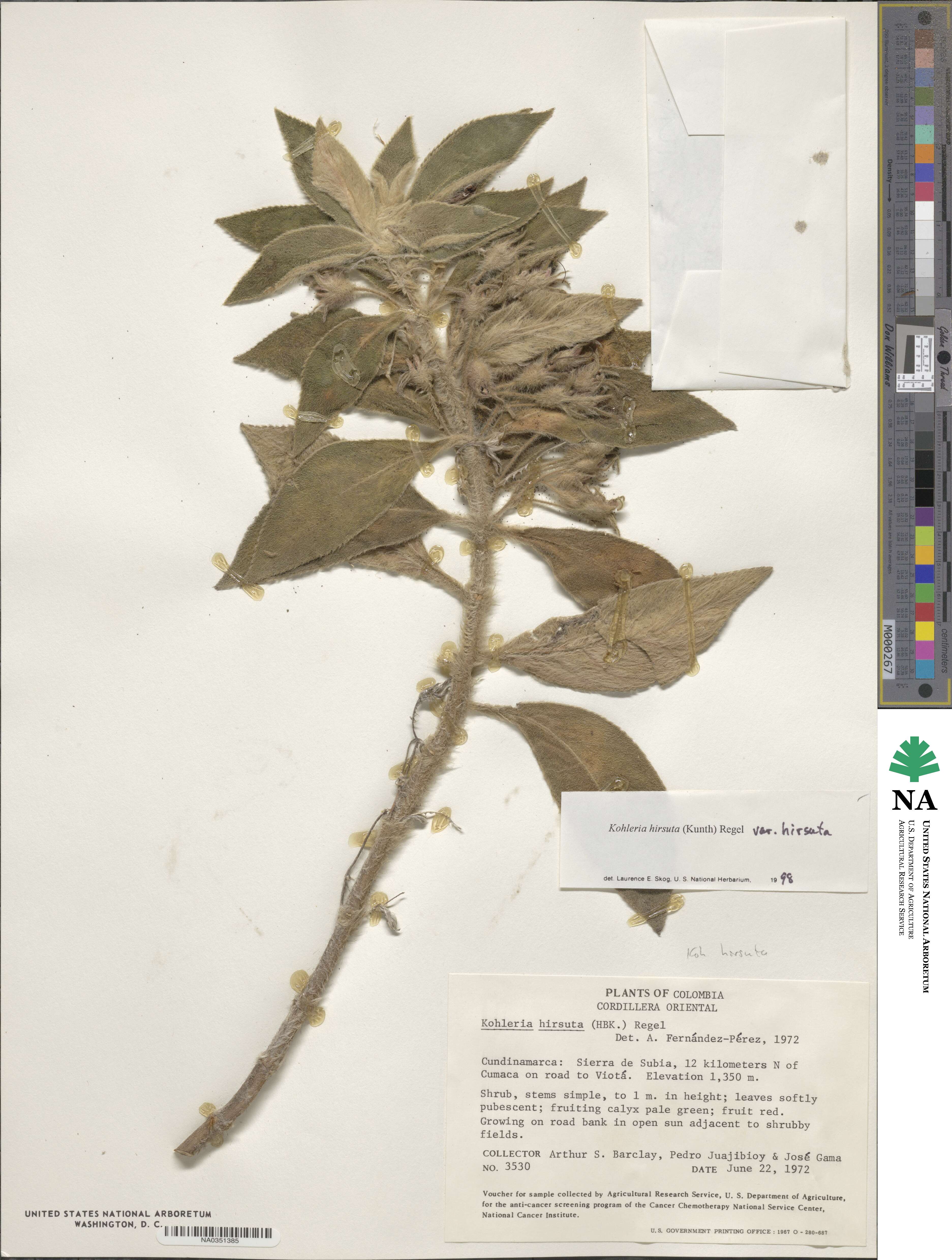 Kohleria hirsuta image