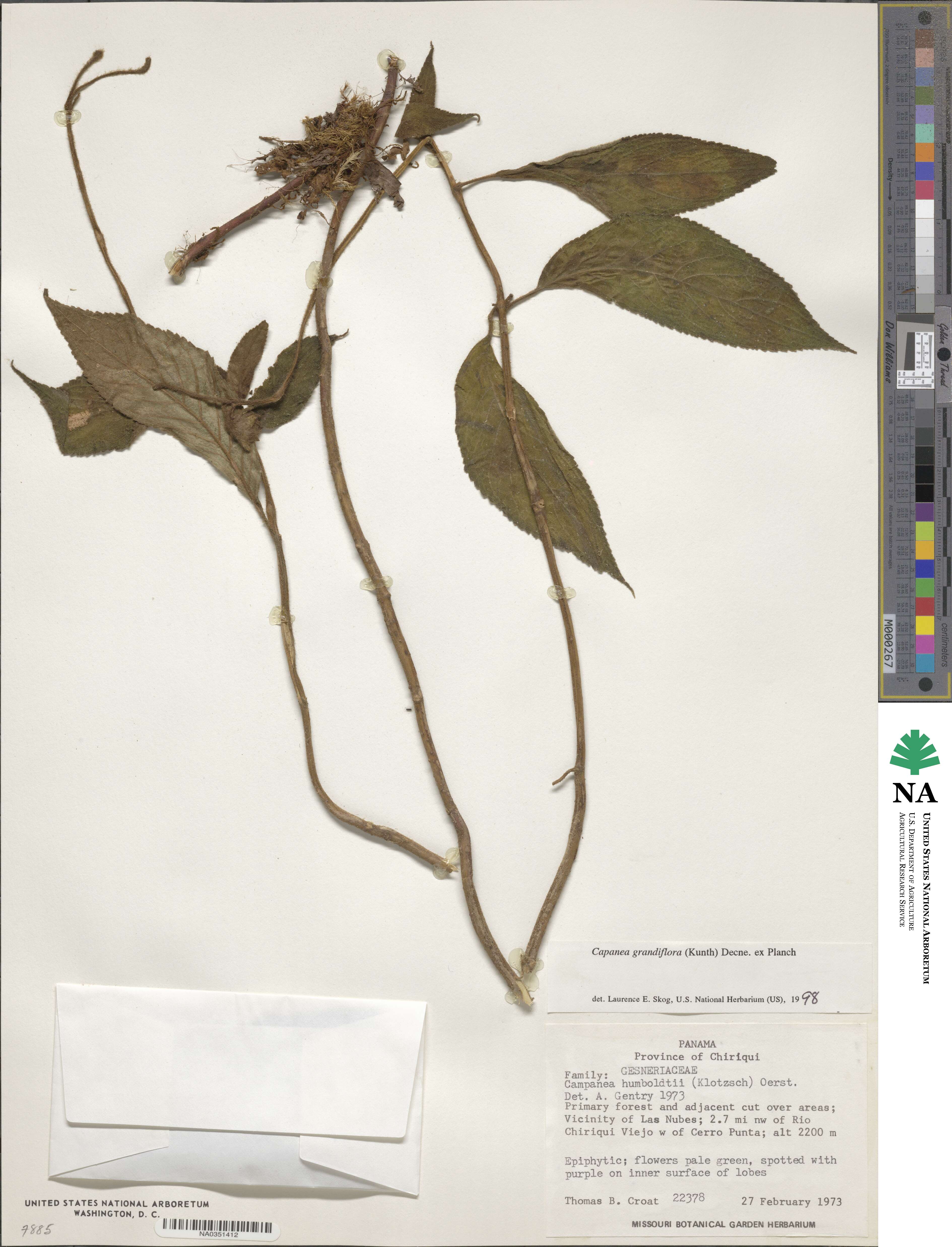 Kohleria tigridia image