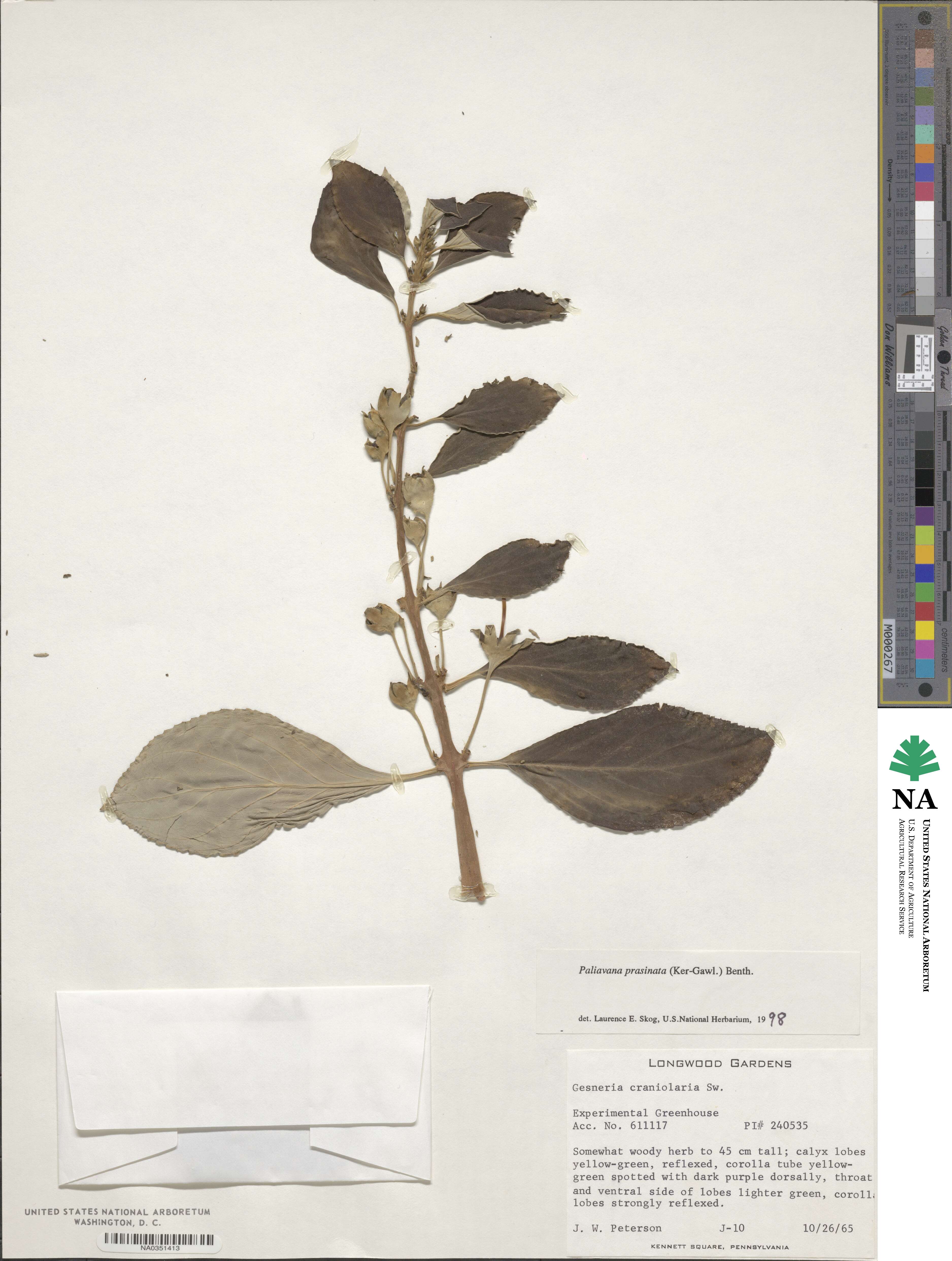 Paliavana prasinata image